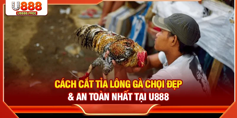 Cắt tỉa lông gà chọi đẹp