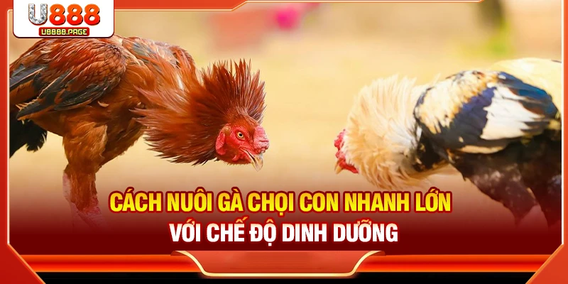 Cách nuôi gà chọi con nhanh lớn với chế độ dinh dưỡng