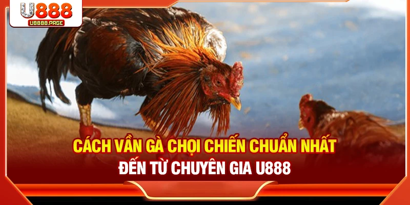 Cách vần gà chọi chiến