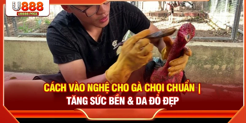Cách vào nghệ cho gà chọi