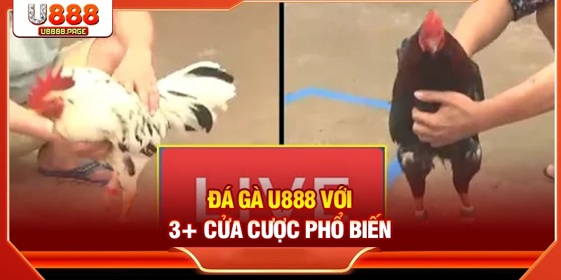 Đá gà U888 với 3+ cửa cược phổ biến