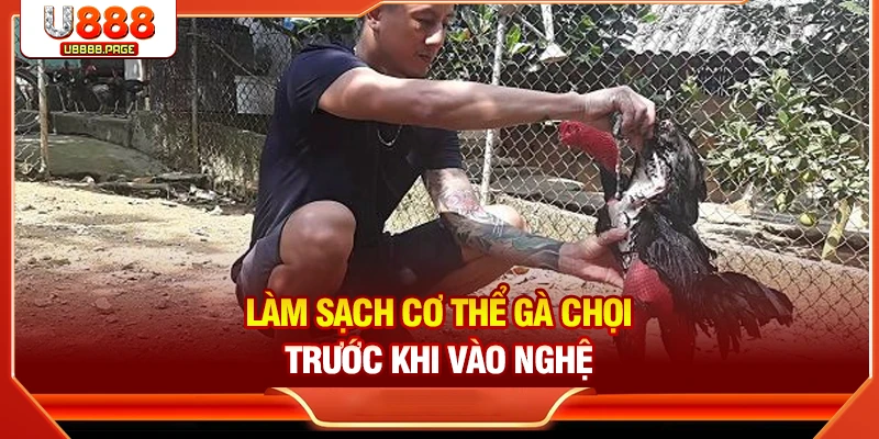 Làm sạch cơ thể gà chọi trước khi vào nghệ