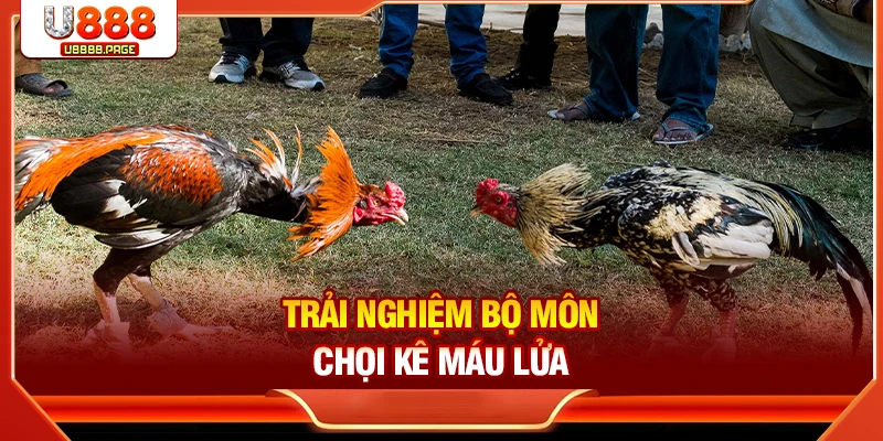 Trải nghiệm bộ môn chọi kê máu lửa